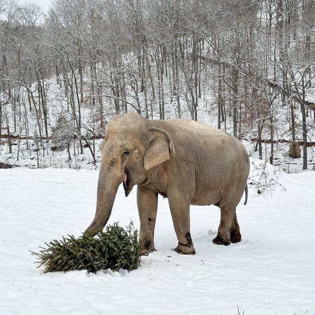 Christmas in Hohenwald