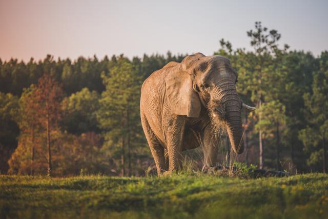 African Elephant Tange Eating Hay African Elephant Eating Hay at The Elephant Sanctuary in Tennessee