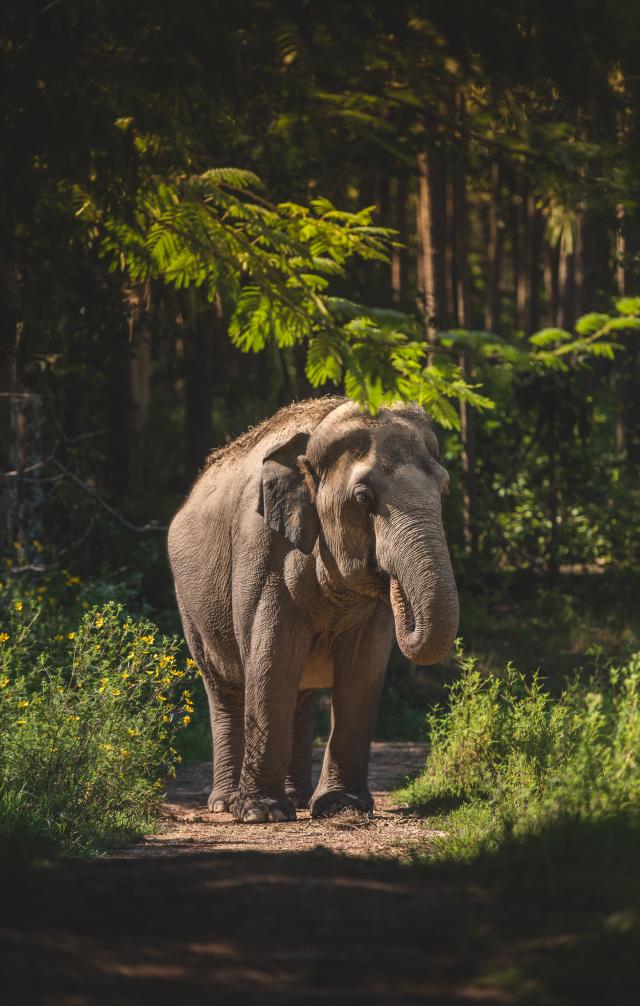 Asian Elephant Tarra Walking on Sanctuary Trail Asian Elephant Walking Through The Forest at The Elephant Sanctuary in Tennessee