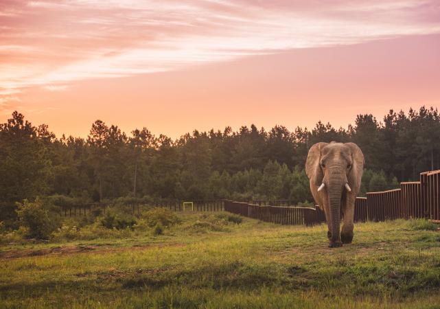 African Elephant Tange Walks Along Fence at The Sanctuary African Elephant Walks Along Fence at The Elephant Sanctuary in Tennessee at Sunset