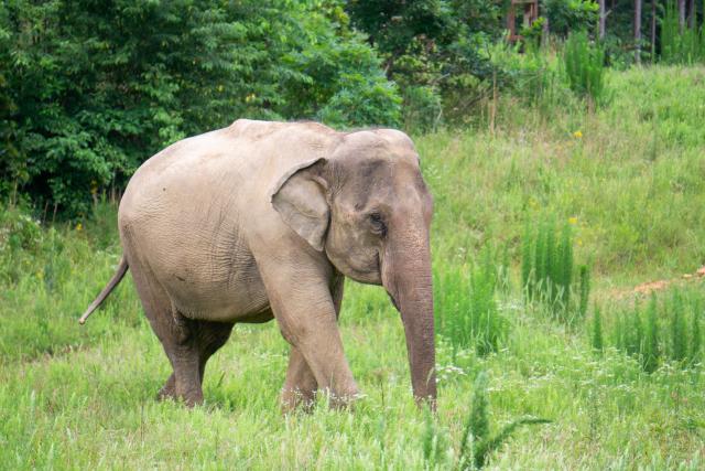 Asian Elephant Sissy at The Sanctuary Asian Elephant Sissy, Formerly Gerry II, Grazing at The Elephant Sanctuary in Tennessee