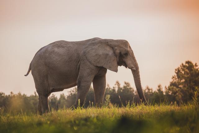 African Elephant Flora Grazing in a Field at The Sanctuary African Elephant Grazing in a Field at The Elephant Sanctuary in Tennessee