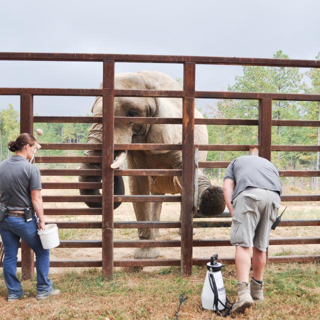 African Elephant Tange at a Training Wall in Sanctuary Habitat African Elephant Presents Foot in Protected Contact at The Elephant Sanctuary in Tennessee