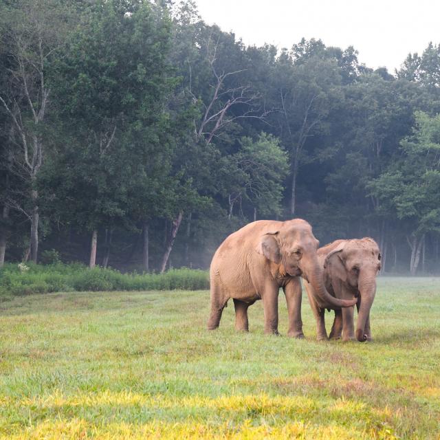 Asian Elephants Debbie and Ronnie Walking Through a Field at The Sanctuary Asian Elephants Walking Through a Field at The Elephant Sanctuary in Tennessee