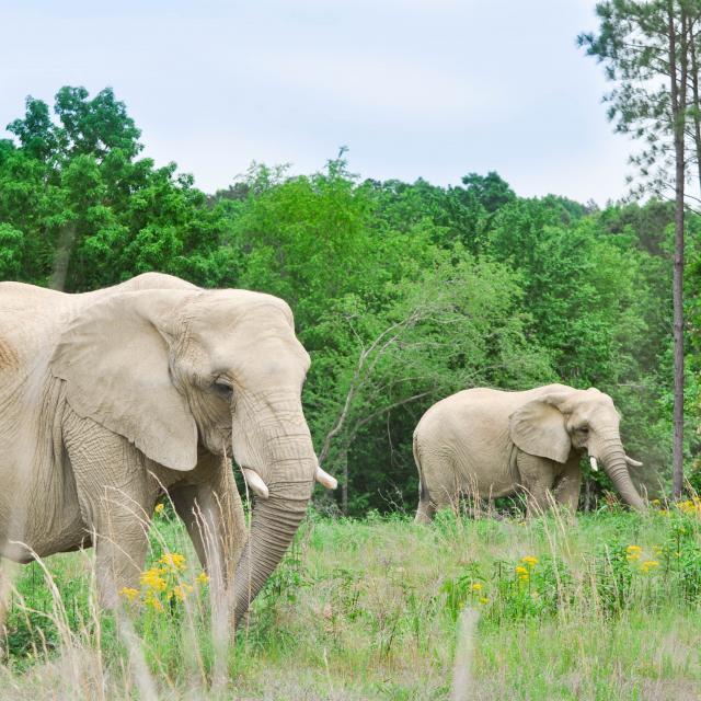 African Elephants Sukari and Tange Walking Through a Field at The Sanctuary African Elephants Walking Through a Field at The Elephant Sanctuary in Tennessee