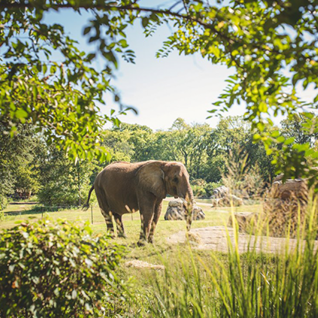 Nashville Zoo Elephants to Find New Home - World News - The Elephant